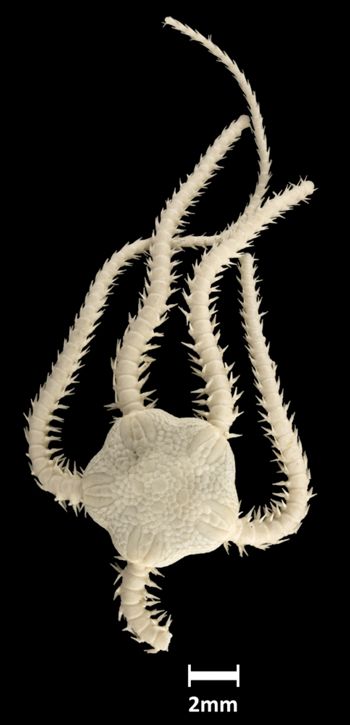Media type: image;   Invertebrate Zoology OPH-1302 Aspect: dorsal